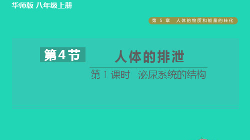 八年级科学上第5章人体的物质和能量的转化5、4人体的排泄第1课时泌尿系统的结构习题课件新版华东师大版