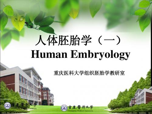 胚胎学总论