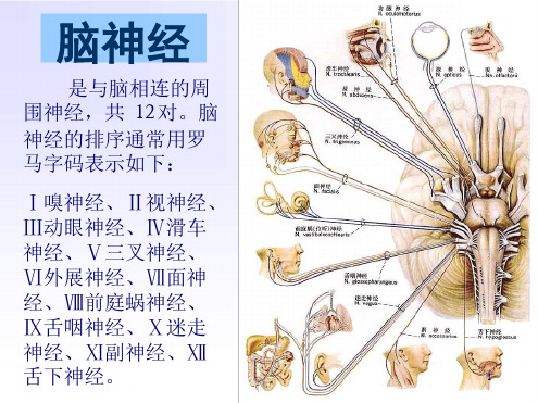 精选12对脑神经及内脏神经系统