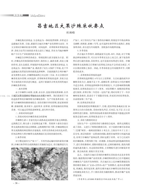 昌吉地区大果沙棘采收要点