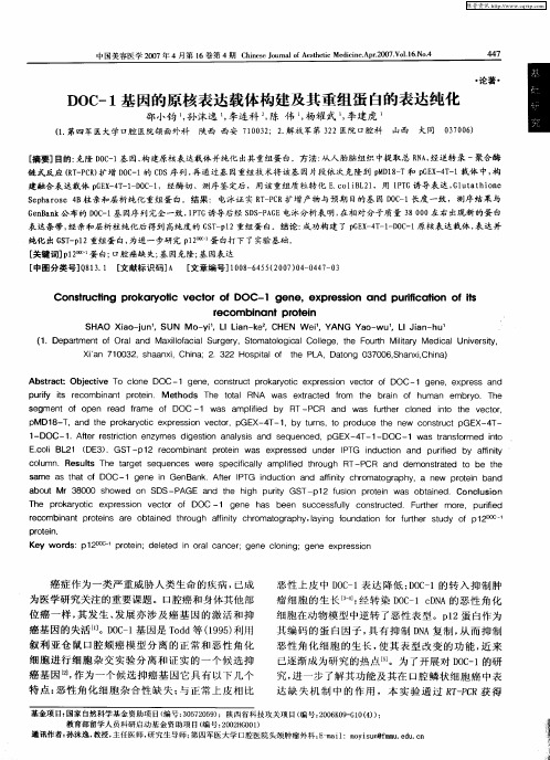 DOC-1基因的原核表达载体构建及其重组蛋白的表达纯化