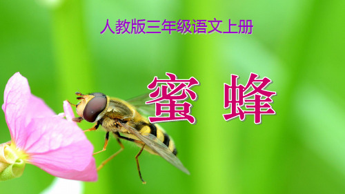 人教版三年级语文上册《蜜蜂》