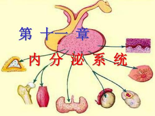 第10章内分泌系统