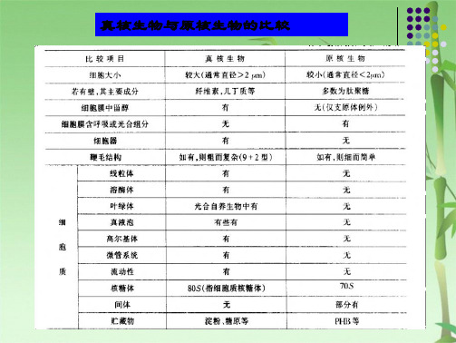 真核微生物的形态构造和功能(共104张PPT)