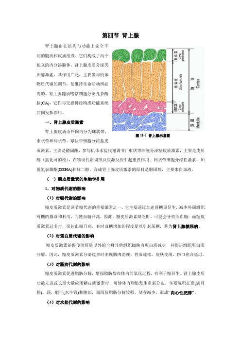 生理学 肾上腺