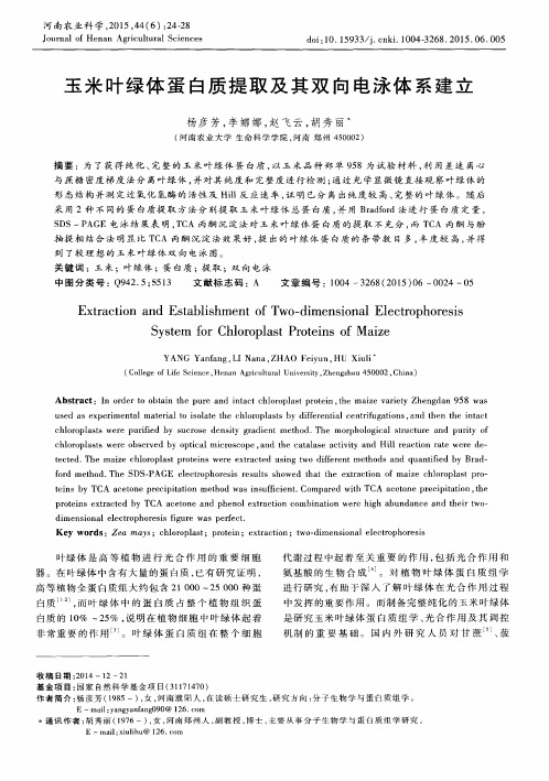 玉米叶绿体蛋白质提取及其双向电泳体系建立