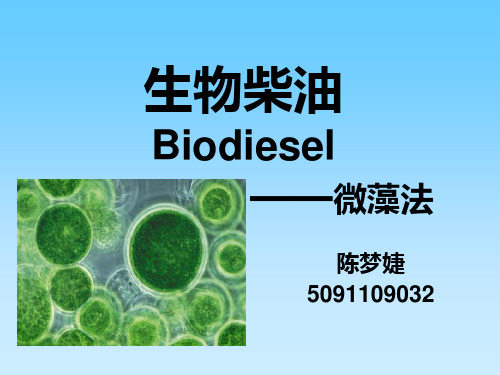 生物柴油-微藻