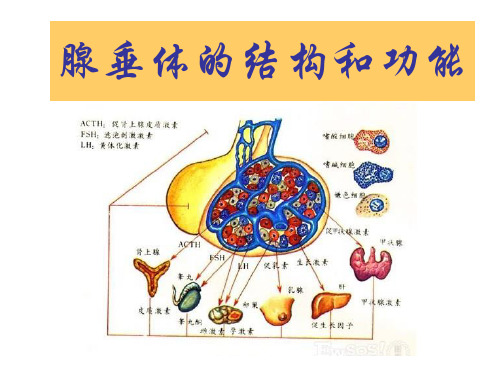 腺垂体的结构和功能