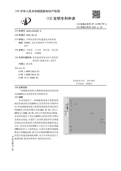 一种辣椒番茄斑点萎蔫病毒病抗性基因相关的SNP标记及其特异性引物