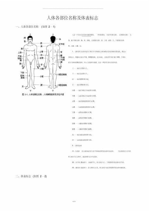 人体各部位名称及体表标志