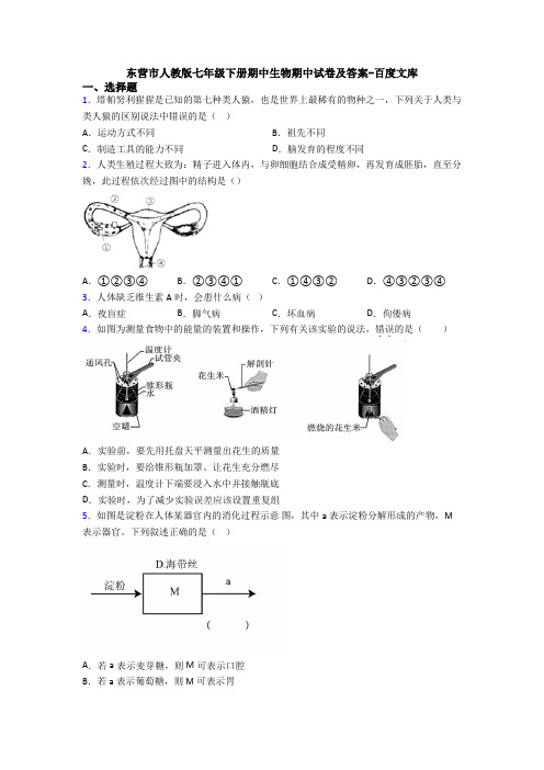 东营市人教版七年级下册期中生物期中试卷及答案-百度文库