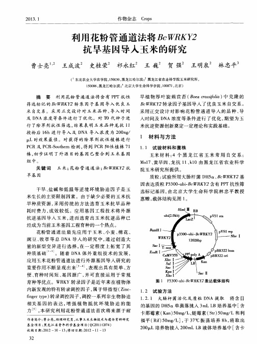 利用花粉管通道法将BeWRKY2抗旱基因导入玉米的研究