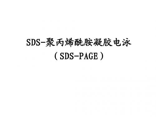 6-SDS-聚丙烯酰胺凝胶电泳