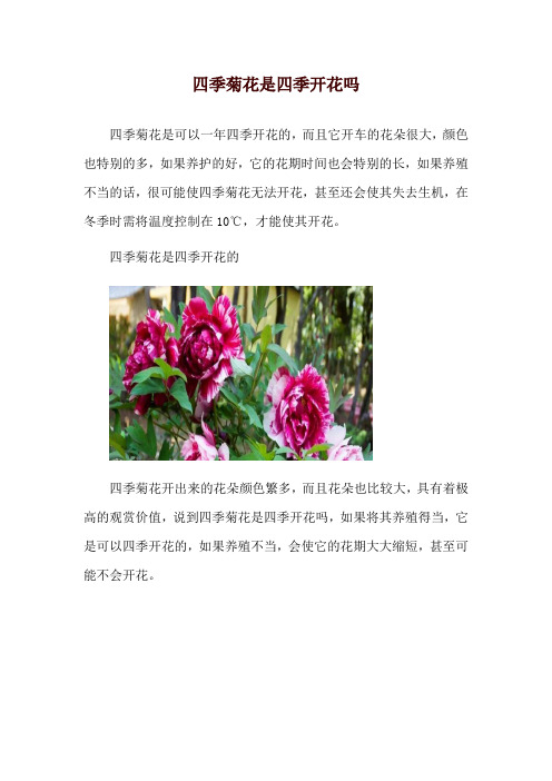 四季菊花是四季开花吗