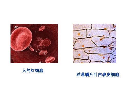 新人教版初中生物七年级上册2.1.1《练习使用显微镜》优质课件