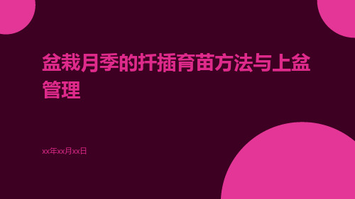 盆栽月季的扦插育苗方法与上盆管理