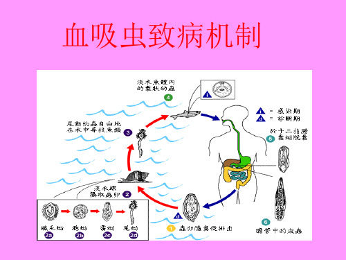 了解血吸虫致病机制