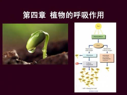 第四章 呼吸作用
