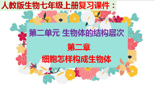 人教版生物七年级上册 第二单元第二章 细胞怎样构成生物体复习ppt （35张PPT）