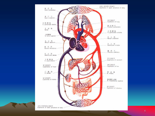人体生理学血液循环PPT课件