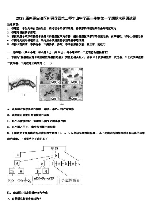 2025届新疆自治区新疆兵团第二师华山中学高三生物第一学期期末调研试题含解析