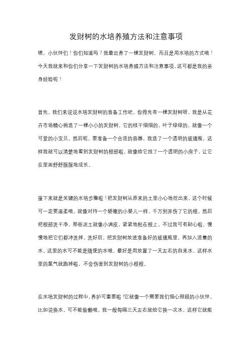 发财树的水培养殖方法和注意事项