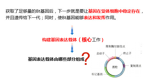 基因表达载体的构建课件-高二下学期生物人教版(2019)选择性必修3