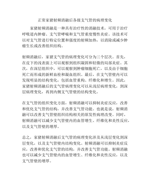 正常家猪射频消融后各级支气管的病理变化