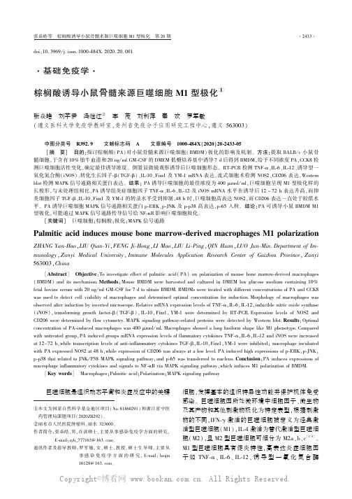 棕榈酸诱导小鼠骨髓来源巨噬细胞M1 型极化