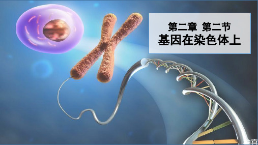 2-2基因在染色体上(教学课件) ——高中生物学人教版(2019)必修二