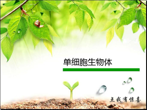 单细胞生物——草履虫