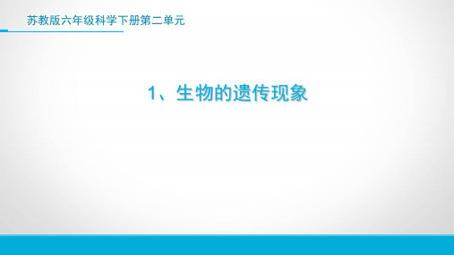 六年级下册科学生物的遗传现象苏教版 (3)