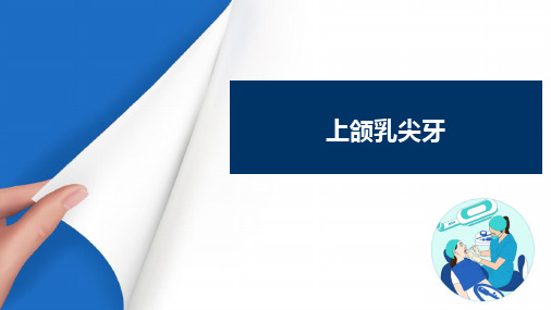 乳牙及年轻恒牙的解剖形态与组织结构特点 上颌乳尖牙