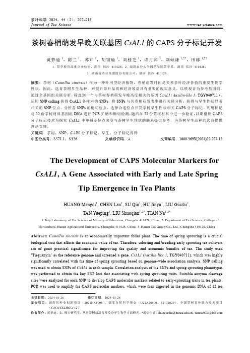 茶树春梢萌发早晚关联基因_CsAL1_的CAPS_分子标记开发