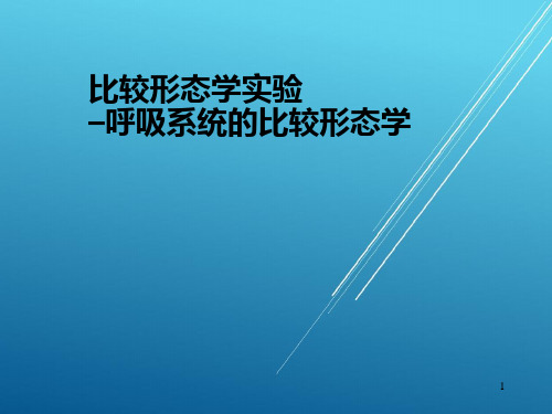 8比较形态学实验呼吸系统的比较形态学——【比较人体形态学 精品讲义】