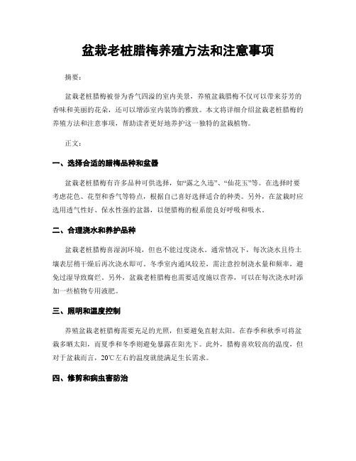 盆栽老桩腊梅养殖方法和注意事项