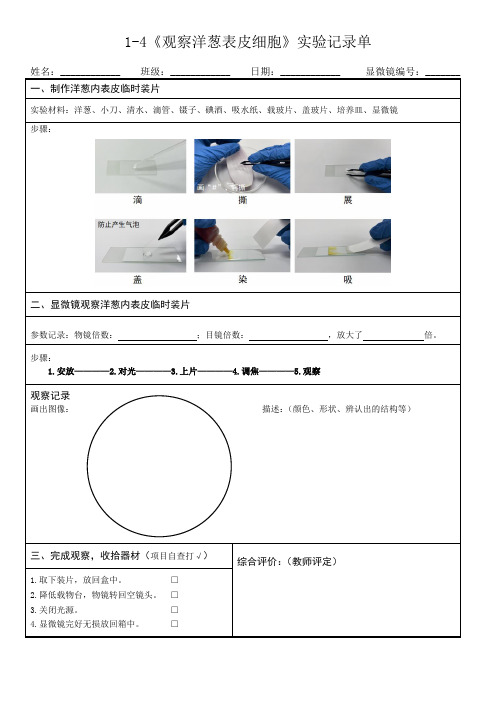 教科版六上科学第一单元微小世界《4.观察洋葱表皮细胞》实验记录单