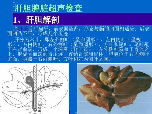 宠物肝胆脾脏超声检查