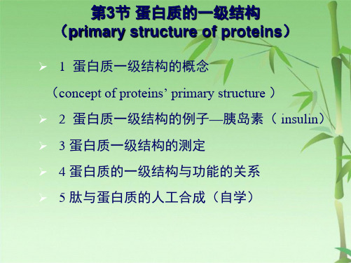 蛋白质一级结构(共57张PPT)