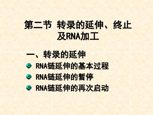 2转录的延伸、终止以及RNA的加工