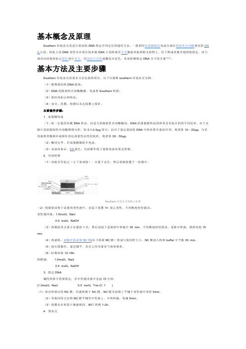 southern印迹杂交基本方法及主要步骤