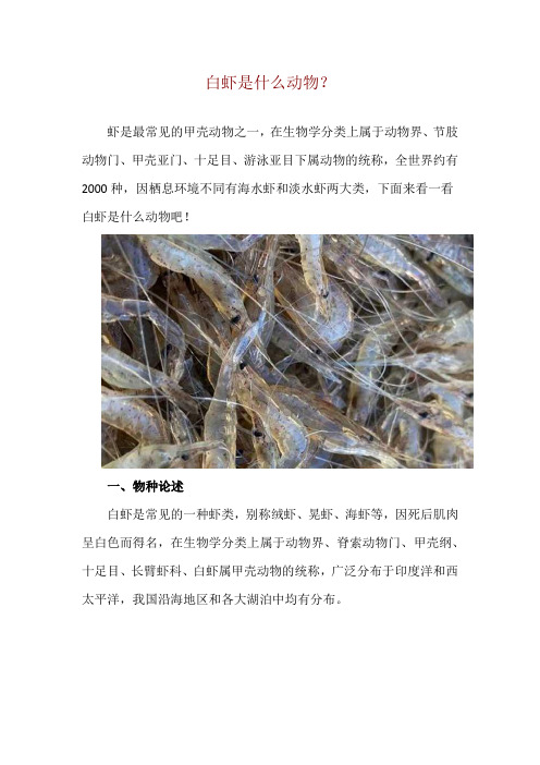 白虾是什么动物？