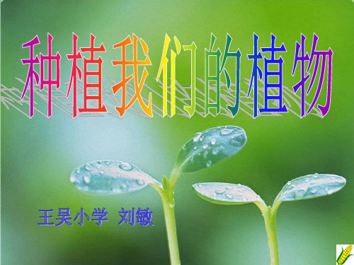 三年级下册科学课件-1.2《种植我们的植物》|教科版共24张PPT
