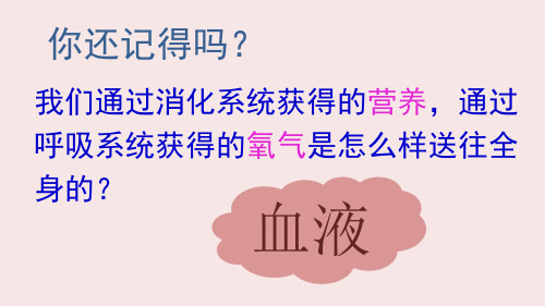 人教版七年级下册生物  4.  流动的组织—血液  课件