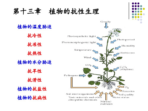 植物的抗性生理