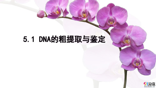 课件5：5.1 DNA的粗提取与鉴定