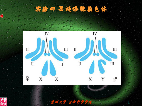 实验04 果蝇唾腺染色体