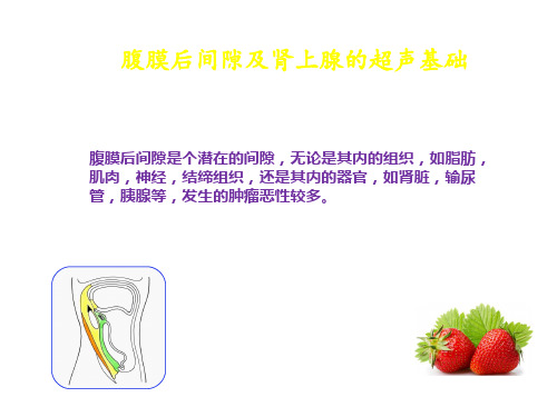 腹膜后间隙超声