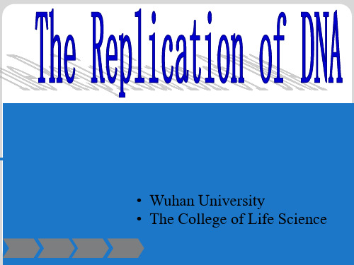 DNA复制(DNA Replication)英文版