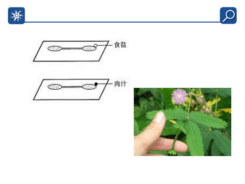 神经中信息的传递和调节